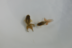 �u���΋��v