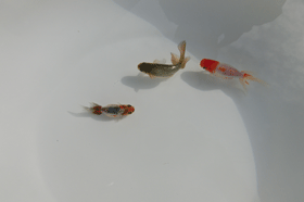 �u���΋��v