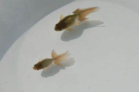 �u���΋��v