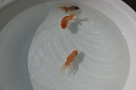 �u���΋��v