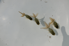 �u���΋��v