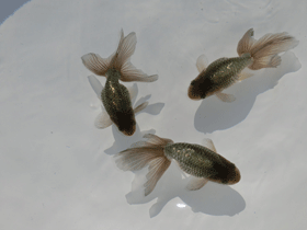 �u���΋��v