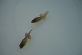 �u���΋��v