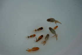 �u���΋��v