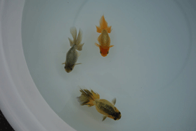 �u���΋��v