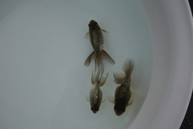 �u���΋��v