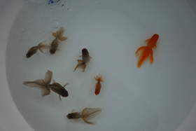 �u���΋��v