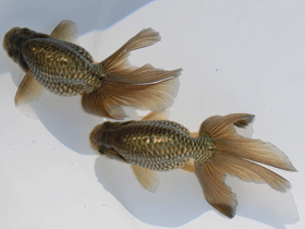 �u���΋��v