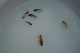 �u���΋��v