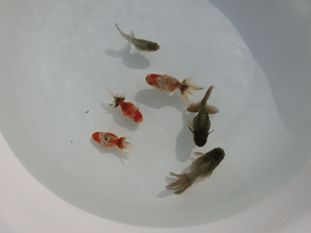 �u���΋��v