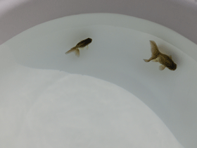 �u���΋��v