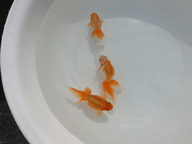 �u���΋��v