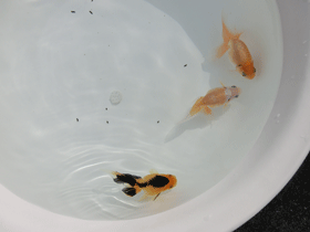 �u���΋��v