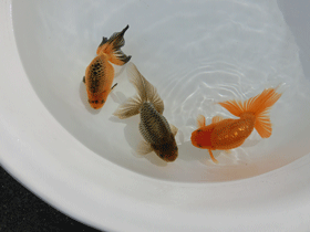 �u���΋��v