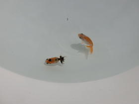 �u���΋��v