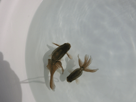 �u���΋��v