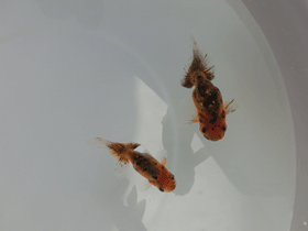 �u���΋��v