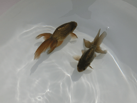 �u���΋��v