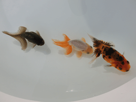 �u���΋��v