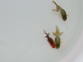 �u���΋��v