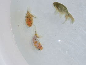 �u���΋��v