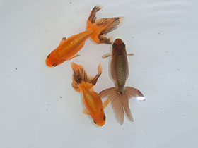 �u���΋��v