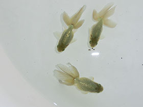 �u���΋��v