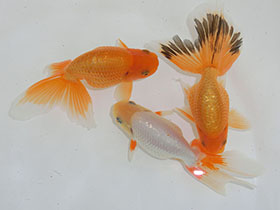 �u���΋��v