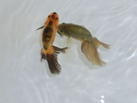 �u���΋��v