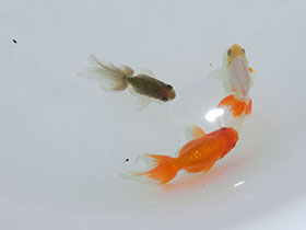 �u���΋��v