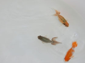 �u���΋��v