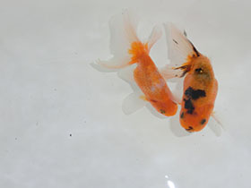 �u���΋��v