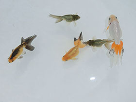 �u���΋��v