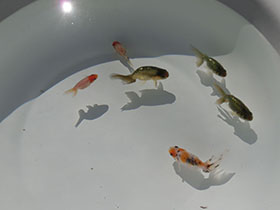 �u���΋��v