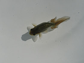 �u���΋��v