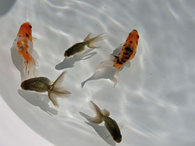 �u���΋��v