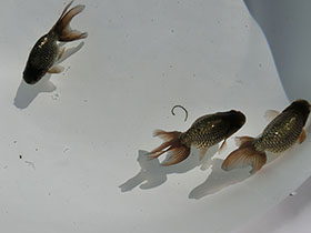 �u���΋��v