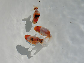 �u���΋��v