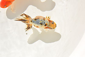 �u���΋��v