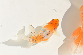 �u���΋��v