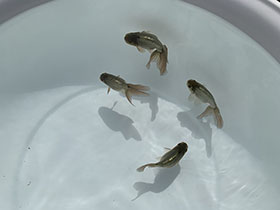 �u���΋��v