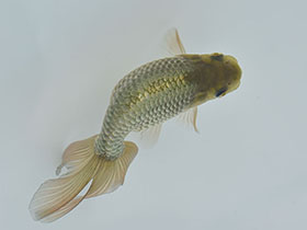 �u���΋��v