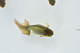 �u���΋��v