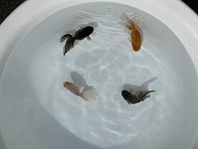 �u���΋��v