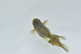 �u���΋��v