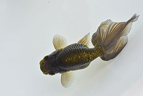 �u���΋��v