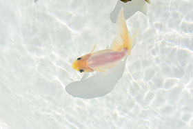 �u���΋��v