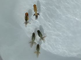 �u���΋��v