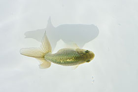 �u���΋��v