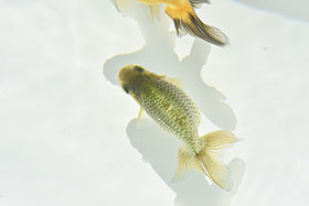 �u���΋��v